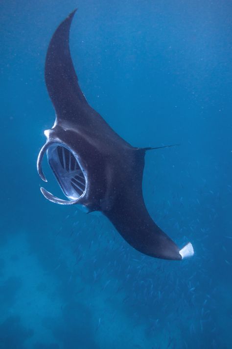 Manta Ray Photo, Types Of Rays, Ray Fish, Schools Of Fish, Shoal Of Fish, Manta Rays, School Of Fish, Deep Sea Creatures, Scuba Dive