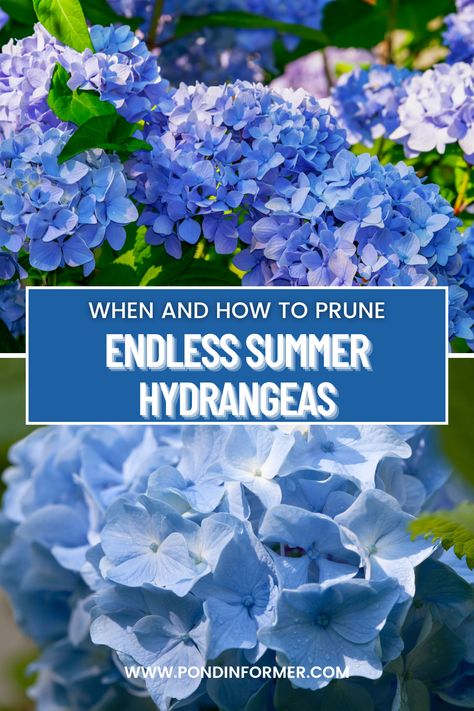 Wondering when to prune your Endless Summer Hydrangeas? Follow these tips to keep your plants looking their best. #Hydrangeas #Gardening #PruningTips #BeautifulBlooms #PlantCare Endless Summer Hydrangea Care, Pruning Endless Summer Hydrangeas, Pond Heater, Summer Hydrangea, Pruning Hydrangeas, Pond Netting, Pond Aerator, Endless Summer Hydrangea, Garden Remedies