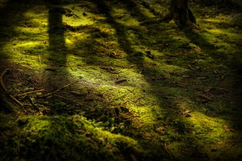 Forest Ground, Tree Texture, Wood Leaf, Dry Tree, Rocky Hill, Deciduous Trees, Blurred Background, Camp Half Blood, Day And Time