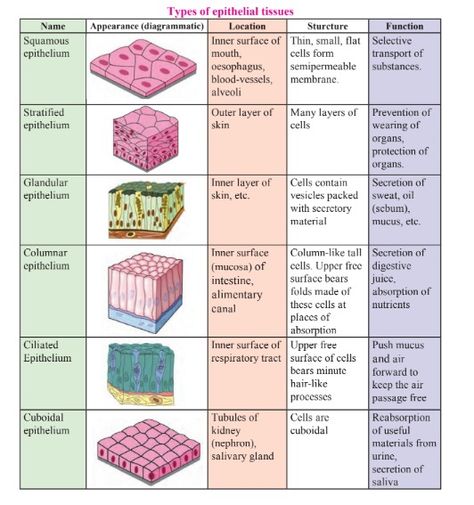 Histology Epithelial Tissue, Types Of Tissues Anatomy, Epithelial Tissue Diagram, Epithial Tissue, Cells And Tissues Anatomy Notes, Biology Tissues Notes, Epithelium Tissue Notes, Epithelial Tissue Notes, Epithelial Tissue Drawing