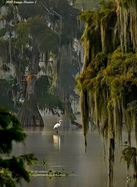 Hillbilly Aesthetic, Gothic Country Aesthetic, Bayou Aesthetic, Eclectic Exterior, Landscape References, Bayou Country, Louisiana Swamp, Louisiana Bayou, Great Egret