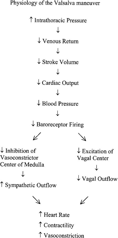 Body Knowledge, Valsalva Maneuver, Cardiac Sonography, Cardiology Nursing, Nurse Teaching, Nursing School Essential, Medicine Notes, Basic Anatomy And Physiology, Nursing Mnemonics