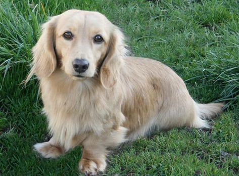 10 Rarest Dachshund Colors in the World - Rarest.org Dashhound Long Haired, Long Haired Miniature English Cream Dachshund, English Cream Long Haired Dachshund, Long Hair Dashhound, Cream Long Haired Dachshund, English Cream Dachshund, Piebald Dachshund, Dachshund Colors, Cream Dachshund