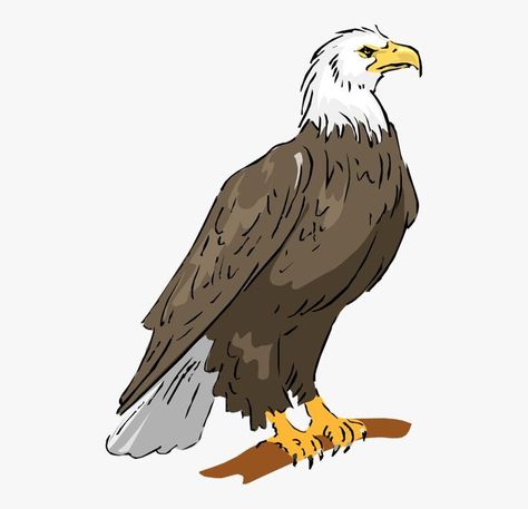 Pambansang Sagisag Ng Pilipinas, Philippine Eagle Drawing, Cute Eagle Drawing, Drawing Of Eagle, Egale Drawing, Bald Eagle Drawing, Eagle Drawing Easy, Tamil Alphabets, Cartoon Eagle