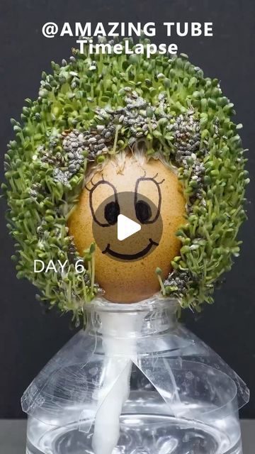 Amazing Tube on Instagram: "Growing chia seeds on egg #timelapse" Growing Chia Seeds On Egg, Chia Seed Growing, Chia Growing, Growing Chia Seeds, Camp Crafts, Summer Camp Crafts, Camping Crafts, Egg Shells, Diy Clay