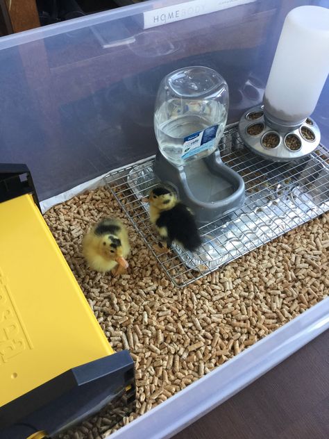 Duck Cage Ideas Indoor, Pet Duck Set Up, Duck Cage Diy, Diy Duck Brooder Ideas, Duckling House Diy, Pet Duck House, Diy Duckling Waterer, Duckling Habitat, Quail Brooder Set Up