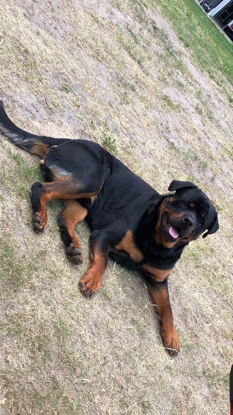 Carlos❤️ Rottweiler Facts, German Dog Breeds, Big Teddy Bear, Big Teddy, German Dog, Adorable Puppy, Rottweiler Puppies, Rottweiler Dog, The Protector