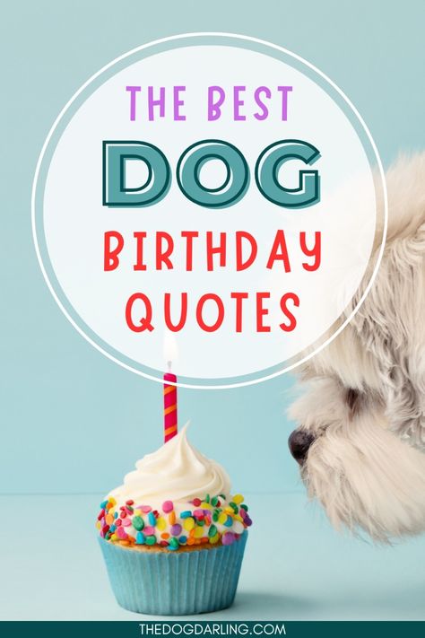 These birthday quotes are perfect to use as dog birthday captions on your social media account. We have cute dog birthday photos anyway...why not pair the photo with cute dog birthday quotes. Puppy Birthday Wishes, Dog’s Birthday Ideas, Birthday Wishes For Dog Pets Quotes, Pet Birthday Captions, Birthday Themes For Dogs, Happy Birthday To Dog Quotes, Senior Dog Birthday, Happy Birthday Wishes Dog Lover, Pet Birthday Quotes