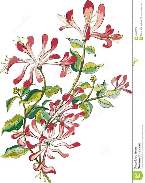 Honeysuckle Tattoo, Flower Vector Art, Honeysuckle Vine, Honeysuckle Flower, Flower Vector, Watercolor Bouquet, Watercolor Projects, Digital Flowers, Botanical Flowers