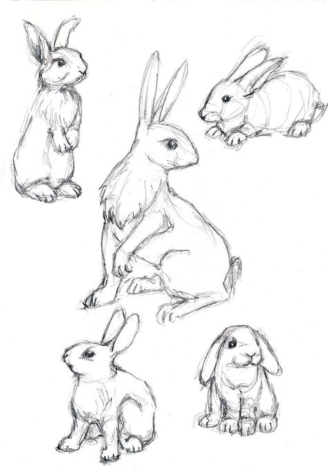 Mechanical pencil on Newsprint Bunny Poses Drawing, Rabbit Poses Drawing, Rabbit Art Reference, Rabbit Reference Drawing, Bunny Art Reference, Bunny Drawing Reference, Rabbit Drawing Reference, Bunny Anatomy Drawing, Bunnies Sketch