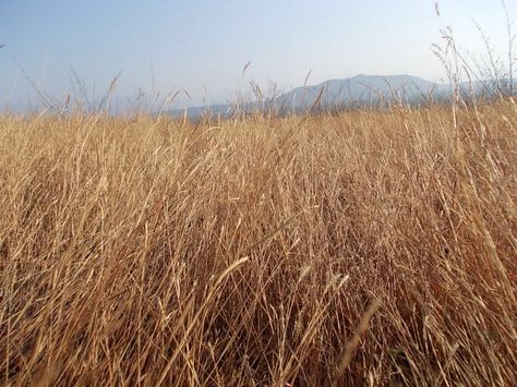 Do you have emotionally dry periods? Dry Aesthetic, Dry Field, Epic Poetry, Hiroshima Nagasaki, Field Aesthetic, Cowboy Aesthetic, Wicked Witch Of The West, Grassy Field, Wild Grass