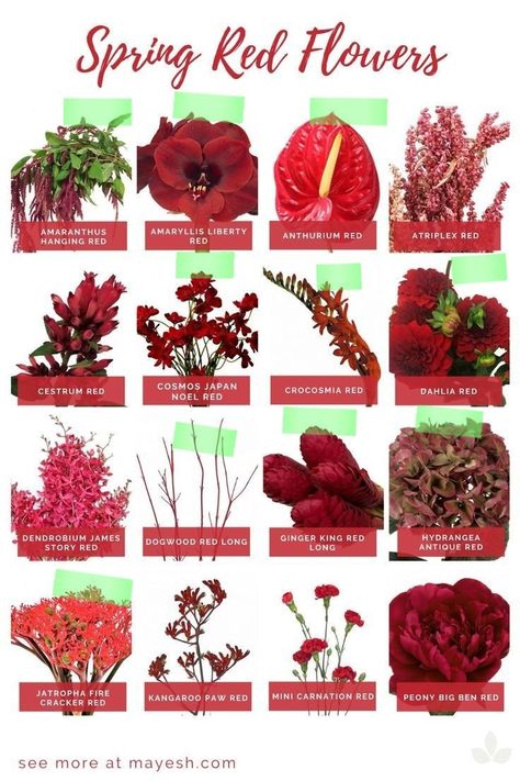 Greenery Names, Red Flower Names, Red Flower Arrangements, Red Dogwood, Red Weddings, Floral Products, Floristry Design, Mini Carnations, Types Of Red