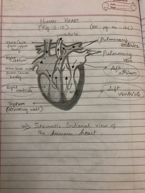 Heart Diagram Class 10, Neet Notes, Heart Diagram, The Human Heart, Medical School Essentials, Heart Drawing, Study Material, Health Knowledge, Human Heart