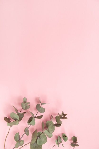 Millennial Pink, Dusty Pink Phone Wallpaper, Pink Eucalyptus, Pink Leaves Wallpaper, Small Pink Flowers Wallpaper, Plant Wallpaper With Pink, Millenial Pink, Plant Background, Eucalyptus Branches