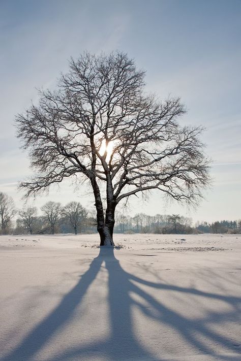 Winter Trees Photography, Tree Reference Photography, Trees With No Leaves, Tree Reference, Art For Walls, Bare Trees, Walls Art, Tree Drawings Pencil, Picture Tree