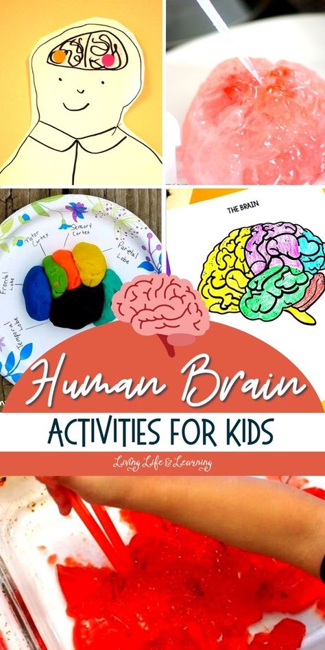 Brain Sensory Activity, Human Brain Activities For Preschool, Brain Stem Activities, Brain Kindergarten Activities, Fantastic Elastic Brain Activities Free, Brain Science Project, Science Human Body Activities, Preschool Brain Activities, Brain Preschool Activities