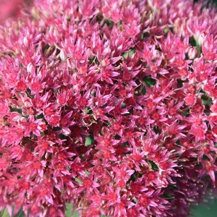 Hylotelephium spectabile (Brilliant Group) Brilliant Liriope Muscari, Sedum Plant, Seaside Garden, Mediterranean Plants, Ice Plant, Garden Compost, Coastal Gardens, Low Maintenance Garden, Herbaceous Perennials