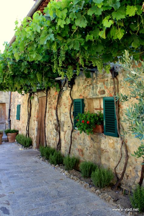 Monteriggioni, Italy - Beautiful stone cottage covered with grape vines Italian Grape Vines, Grape Vine Garden, Grape House, Monteriggioni Italy, Siena Tuscany, Provence Garden, Italian Holiday, Toscana Italia, Italy Beautiful