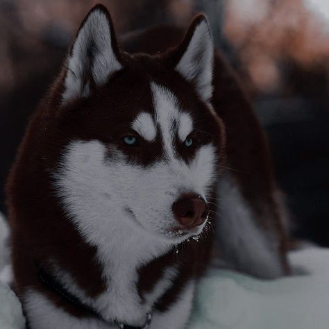 Red Husky Aesthetic, Aesthetic Husky, Husky Aesthetic, Red Husky, Gift For Your Boyfriend, Cute Husky, Siberian Huskies, Really Cute Dogs, Pretty Dogs