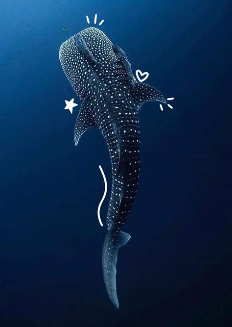 Cool Sea Creatures, Shark Pictures, Water Animals, Beautiful Sea Creatures, Cute Shark, A Whale, Aquatic Animals, Ocean Vibes, Pretty Animals