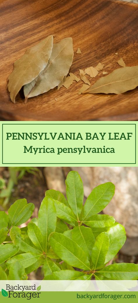 Pennsylvania Bay Leaf, aka Myrica pensylvanica, aka Northern bayberry - Backyard Forager Pennsylvania Foraging, Foraging Witch, Northern Bayberry, Gothic Gardens, Wild Asparagus, Laurus Nobilis, Gothic Garden, Blue Fruits, Healing Plants