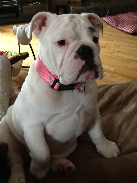 White English Bulldog Bullie Dogs, Baby English Bulldogs, White English Bulldog, English Bulldog Pictures, Bulldog Pictures, White Bulldog, Bulldog Pics, Shar Pei Dog, Dog White