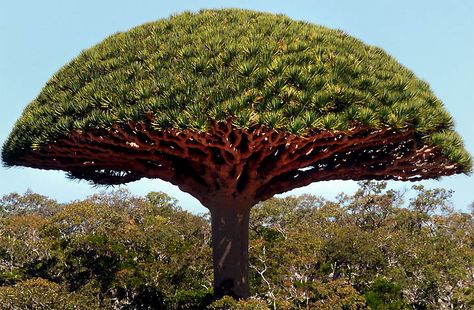 A VERY STRANGE ISLAND! This place is just incredible. It’s like a place where time forgot. I hope it remains this way for centuries to come. It is like being on a different planet …. Th… Dracaena Cinnabari, Dragon Blood Tree, Tattoo Plant, Socotra, Dragon Tree, Tree Sap, Dragons Blood, Plant Species, East Sussex