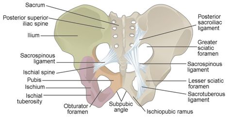 The Pelvic Girdle and Pelvis | Anatomy and Physiology I Bony Landmarks, Female Pelvis, Pelvis Anatomy, Hip Anatomy, Axial Skeleton, Pelvic Girdle, Muscle Structure, Body Bones, Forensic Anthropology