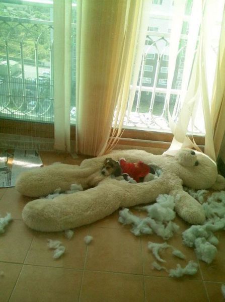 Diy Dog Bed, Dog Shaming, Funny Animal Pictures, Diy Dog Stuff, How To Make Bed, 귀여운 동물, Bones Funny, I Love Dogs, Dog Life