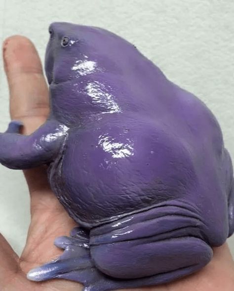 Purple Frog, Amazing Frog, Monsoon Season, Unusual Animals, Rare Animals, Endangered Animals, Frog And Toad, All Things Purple, Reptiles And Amphibians