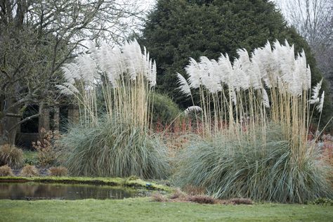 Pampas grass, which can grow to a statuesque height of 13 feet, steals the show with its snowy plumes. Pampas Grass In Garden, Winter Planting, Red Dogwood, Colorful Shrubs, Russian Sage, Perennial Grasses, Grasses Landscaping, Specimen Trees, Invasive Plants