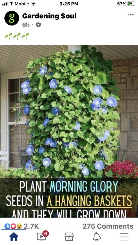 Front Window Flower Bed Ideas, Morning Glory Plant, Morning Glory Seeds, Patio Flower Pots, Hanging Plants Outdoor, Porch Plants, Lilac Bushes, Patio Flowers, Plants For Hanging Baskets