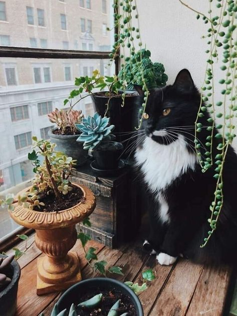 Cat Jungle, Cat Proofing, Cat Plants, Söt Katt, Image Chat, Cat Boarding, Instagram Inspo, Pretty Cats, Beautiful Cats