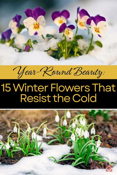 Ensure your garden remains stunning through winter with these 15 cold-resistant flowers. From Hellebores to Snowdrops, each flower adds color and charm even in the coldest weather. Save this pin and click for a comprehensive guide on maintaining a beautiful year-round garden. Winter Flowers Garden, Winter Jasmine, Round Garden, Flower Bed Designs, Lenten Rose, Thriving Garden, Indoor Plant Care, Outdoor Flowers, Sustainable Garden