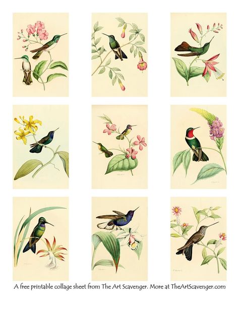 Botanical Prints Free, Bird Printables, Farmhouse Printables, Bird Template, Free Collage, Journaling Collage, Junk Journal Printables, Printable Collage Sheet, Bold Artwork