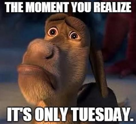 It's only Tuesday Happy Birthday Crazy Lady, Funny Tuesday, Happy Birthday Big Sister, Happy Birthday Little Sister, Tuesday Meme, Happy Birthday Dear Sister, Its Only Tuesday, The Moment You Realize, Birthday Quotes For Daughter