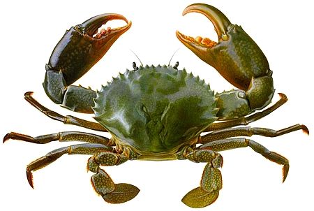 Crab Tattoo, Salmon Farming, Blue Crabs, Crab Art, Fish Farming, Blue Crab, Arthropods, Fish Ponds, Crustaceans