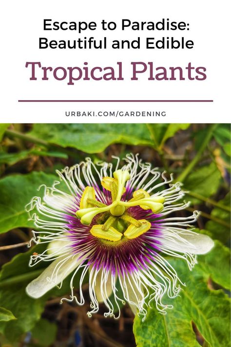 Escape to a tropical paradise without leaving your yard! With these amazing edible tropical plants, you can bring the vibrant colors and flavors of the tropics to your garden and kitchen. Not only will they add a stunning visual appeal to your outdoor space, but they'll also add a unique twist to your culinary creations. Imagine savoring the taste of juicy pineapples, and fragrant lemongrass right from your own garden. These edible plants are the perfect way to add excitement to your garden! Edible Tropical Garden, Vegtable Garden, Moringa Tree, Jungle Gardens, Tropical Oasis, Garden Plans, Indoor Flowers, Low Maintenance Plants, Edible Plants