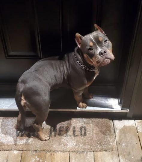 Pitbull Bulldog Mix Dogs, Xl Pitbull Puppies, Pocket American Bully, Pocket Bully Dogs, American Bully Aesthetic, Pocket Pitties, Short Pitbull, Micro Bully Dogs, Mini Pitbull