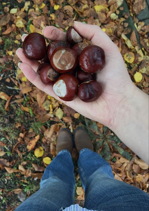 Fall / aesthetic / chestnuts /walk Chestnut Aesthetic, Chestnut Wallpaper, Weather Patterns, Chestnut, Fall Vibes, Four Seasons, Favorite Color, Aesthetic Wallpapers, In This Moment