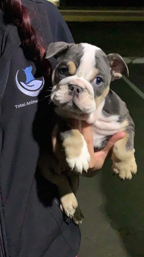 Sup? #bulldog #bulldogpuppies #frenchbulldog British Bulldog Puppies, Baby Bulldogs, Mini Bulldog, American Bulldog Puppies, Baby Bulldog, Dog Mommy, Corso Dog, Bulldog Breeds