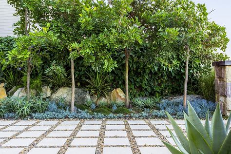 Palm Beach Nsw, Trees For Front Yard, Tropical Garden Design, Backyard Plan, Courtyard Gardens Design, Front Garden Design, Star Jasmine, Coastal Gardens, Fence Landscaping