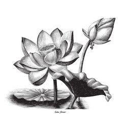 Sketch of lotus flowers Royalty Free Vector Image Charcoal Artwork, Product Illustration, Illustration Clip Art, Lotus Flower Art, Botanical Vintage, Engraving Illustration, Flower Sketches, Pen Sketch, Labradorite Earrings