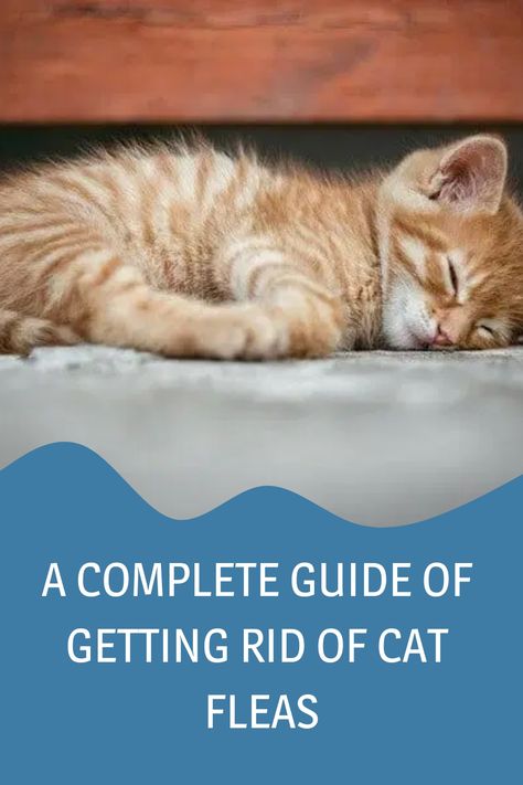 Kill Fleas On Cats, How To Get Rid Of Cat Fleas In House, Getting Rid Of Fleas In The House, How To Get Rid Of Fleas In House Fast, Cat Fleas Get Rid Of, Flea Remedy For Cats, Fleas Remedies For House How To Get Rid, Getting Rid Of Fleas On Cats, How To Get Rid Of Fleas On Cats