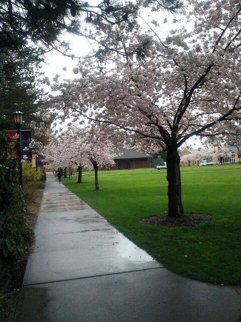 University of Portland in bloom. Spring 2013. By Jessica Logue University Of Portland, Best Friend Book, Friends Book, College Stuff, Dream College, University Of Washington, Dream Board, College Student, Dream Job