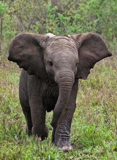 Happy #baby #elephant Elephant Photography, Elephant Pictures, Elephants Photos, Baby Elephants, Save The Elephants, Elephant Lover, Elephant Love, Elephant Art, African Elephant