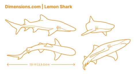 Cute Lemon Shark Drawing, Lemon Shark Anatomy, Lemon Shark Mermaid, How To Draw A Lemon Shark, Shark Drawing Reference, Shark Top View, Lemon Shark Tattoo, Lemon Shark Drawing, Shark Outline