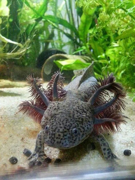 I really want one but Texas is too hot Wild Type Axolotl, Axolotl Tank, Axolotl Cute, Tattoo Nature, Aquatic Animals, Beautiful Fish, Animal Sketches, Reptiles And Amphibians, Marine Animals