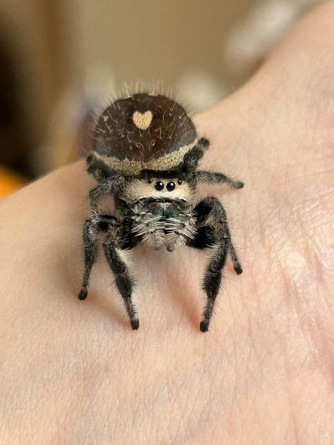 Pet Spider Aesthetic, Spiders Cute, Cool Looking Spiders, Trantuala Spider, Jumping Spider Wallpaper, Jumping Spider Cute, Spiders Aesthetic, Cute Spiders, Cute Jumping Spider