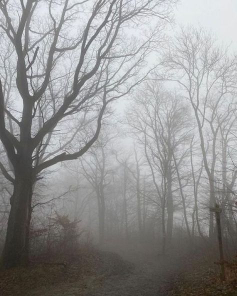 Within details on Instagram: "Follow @mia.ellen.p 💌" Dark Academia Woods, Dark New England Aesthetic, Foggy Woods Aesthetic, Foggy England, Woods Dark Aesthetic, Fog Aesthetic Dark, Dark Woods Aesthetic, Banshee Aesthetic, Mist Aesthetic